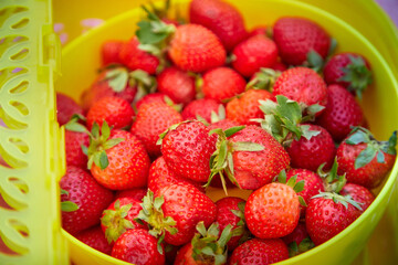Fototapeta na wymiar Strawberry harvest: lots of red berries in a green basket, healthy food concept
