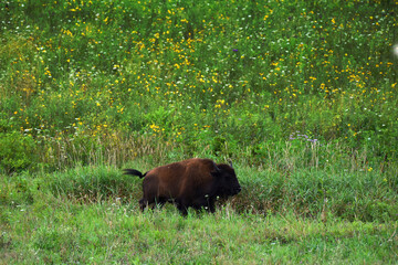 Buffalo in a Field of Flowers