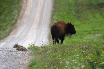 Buffalo Standing Beside a Gravel Road
