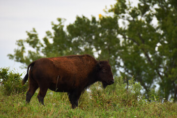 American Bison Standing on a Hilltop