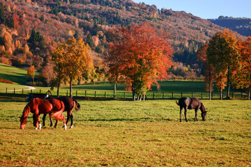 Cavalli al pascolo in autunno