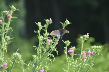 butterfly on a flower