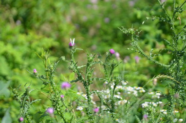 wild flowers in the field