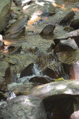 stream in the forest