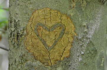 heart on tree