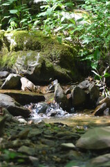waterfall in the forest