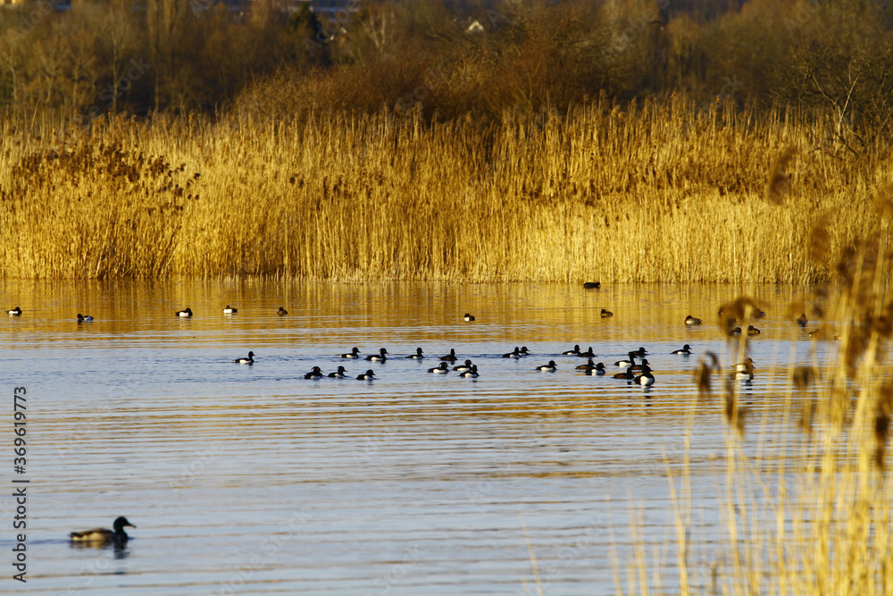 Sticker group of ducks swimming in the lake surrounded by tall yellow grass branches