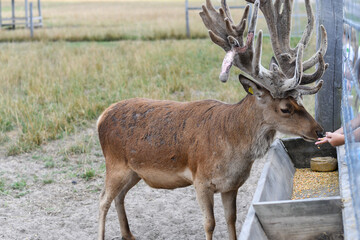 Fototapeta premium Hand feeding deer on the deer farm. Selective focus. 