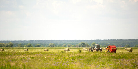 Green field with white flowers in summer. A tractor collects grass in round stacks in the background. Harvesting, agricultural machinery, livestock feed, combine work