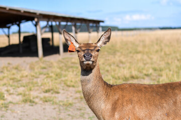Close up of funny deer on the deer farm.  Selective focus. 