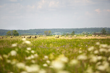 Round gold drains in the field. The harvest of grain, wheat. Hay harvesting for livestock, agriculture, grain crops