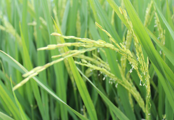 Asian rice with the small wind pollinated flowers is called a spikelet at Sekinchan, Malaysia