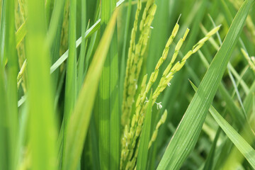 Fototapeta na wymiar Asian rice with the small wind pollinated flowers is called a spikelet at Sekinchan, Malaysia