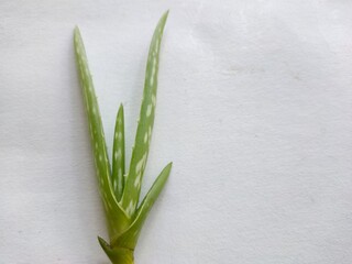 Aloe vera, On a white background.