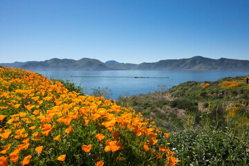 Field of golden poppies near the Diamond Valley Lake near Hemet California © Khaleel