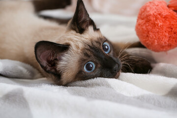 Cute Thai cat at home