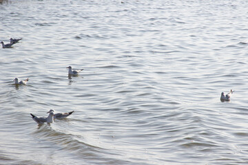 Couple of seagulls floating on water surface