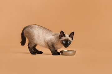 Cute Thai cat eating food from bowl on color background