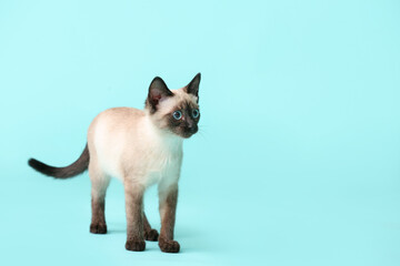 Cute Thai cat on color background