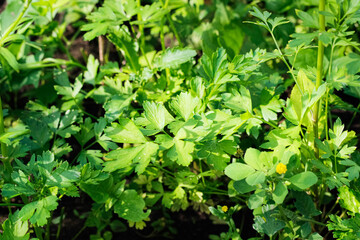 Green parsley on a bed in the garden close-up.