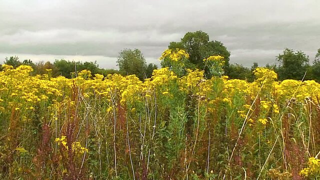 Yellow flowers of the Oxford Ragwort-Senecio squalid us, growing on waste ground in the English town of Oakham in the county of Rutland. The plants are toxic and dangerous to horses and cattle.