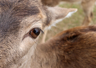 Alk's eye in an African park