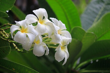 Obraz premium White plumeria flowers, on the tree there is a natural drop of water