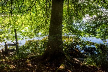Obraz premium magnificent landscapes of a stream crossing the forest