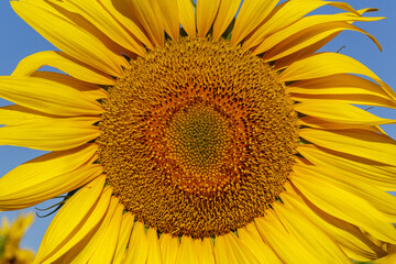 Sunflower flower close-up. Helianthus annuus. Le&oacute;n province, Spain.