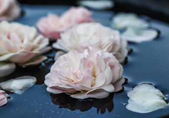 Pale pink rose flowers and white petals on blue water. For water festival or spa