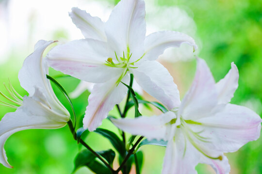 マルコポーロという白いユリの花