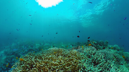 Tropical fishes and coral reef underwater. Hard and soft corals, underwater landscape. Panglao, Bohol, Philippines.