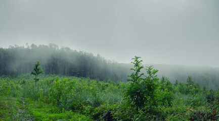 Obraz na płótnie Canvas Atmospheric foggy landscape. Forest edge after the rain