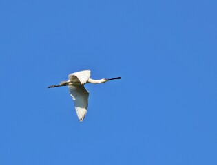 Löffler (Platalea leucorodia)