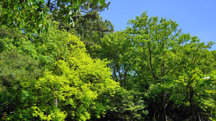 夏の樹木と木の葉の緑