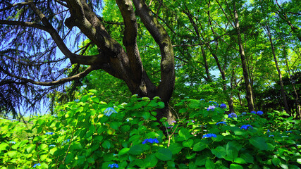 夏の樹木と木の葉の緑