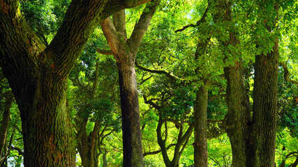 夏の樹木と木の葉の緑