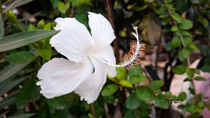 White Chinese hibiscus. Hibiscus flower at beautiful in the nature. China rose flower closeup