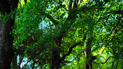 夏の樹木と木の葉の緑