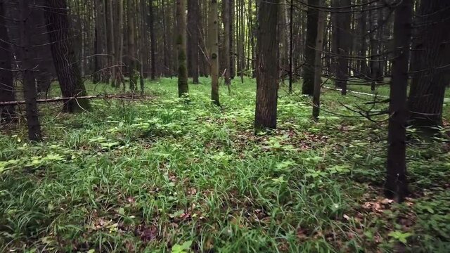 the camera moves through a dark pine forest. Motion laps