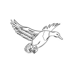 Fototapeta premium Male Bird or Drake Mallard That Is a Dabbling Duck Flying Up Retro Black and White Style