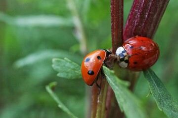 Two ladybugs sitting on a branch
