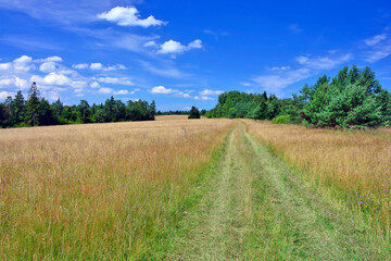 Fototapeta na wymiar Idyllic landscape, summer meadow, ground road through high grass, Oderne, Low Beskids (Beskid Niski), Poland