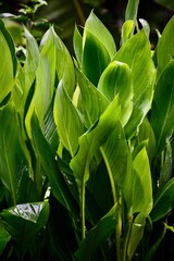 Fresh leaves portrait 