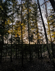 Trees in a park on a sunny January morning.