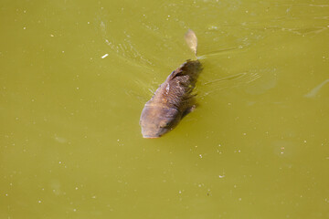 Swimming fish in lake in park