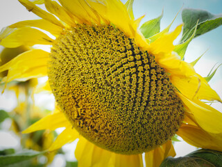 A sunflower head is at the very beginning of the ripening of sunflower seeds