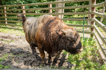 Zubron - hybrid of domestic cattle and european bison
