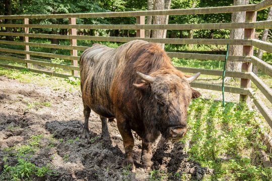 Zubron - hybrid of domestic cattle and european bison