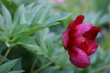 Close up photo of red pion flower in the garden with green background. Summer concept. Floral background for greeting card, banner, flower shop.